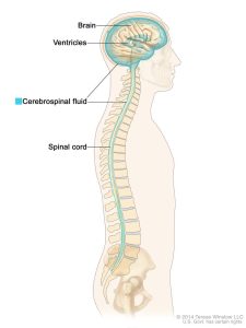 Cerebrospinal fluid